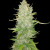 AK 2.0 XL Auto