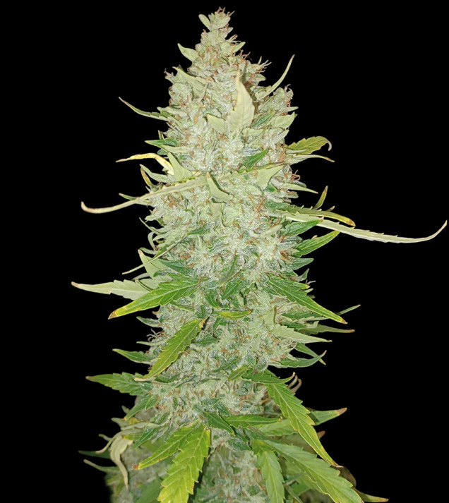 AK 2.0 XL Auto