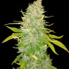 AK 2.0 XL Auto