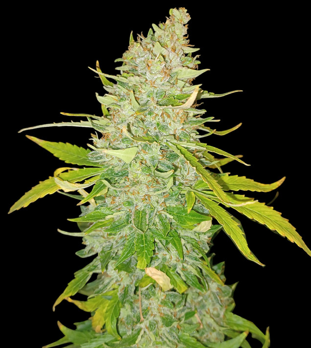 AK 2.0 XL Auto