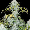 AK 2.0 XL Auto