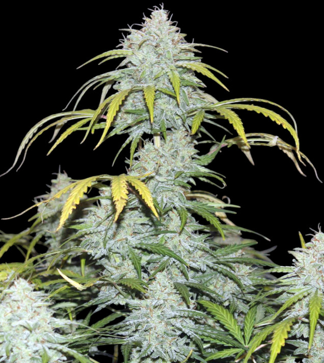 AK 2.0 XL Auto