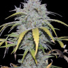 AK 2.0 XL Auto