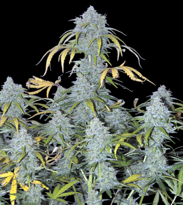AK 2.0 XL Auto