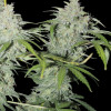 AK 2.0 XL Auto