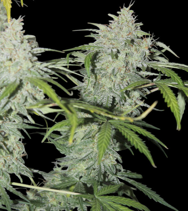 AK 2.0 XL Auto