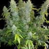 AK 2.0 XL Auto