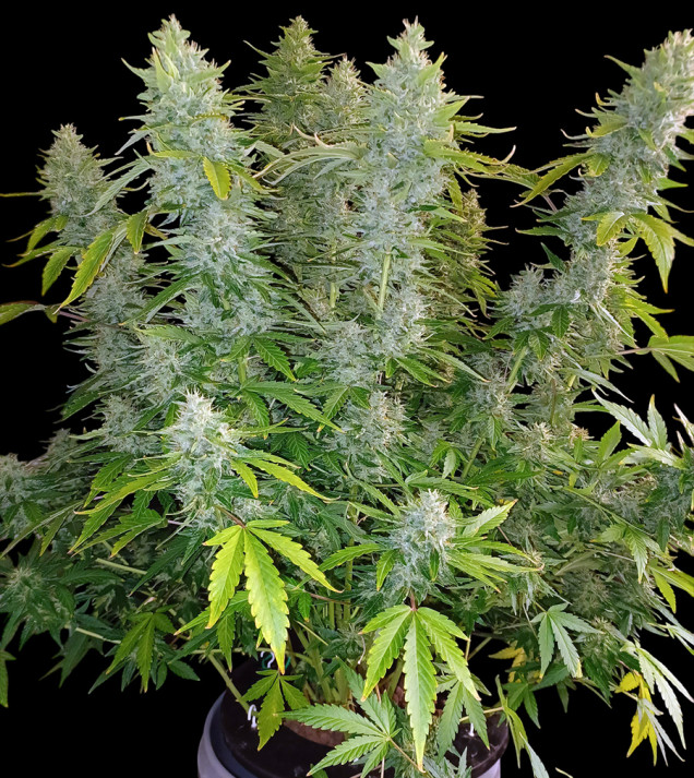 AK 2.0 XL Auto