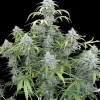 AK 2.0 XL Auto