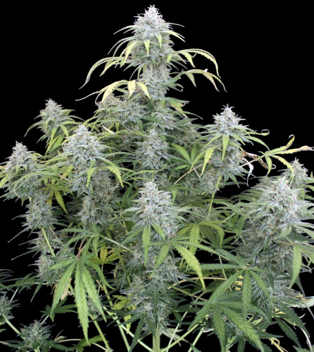 AK 2.0 XL Auto