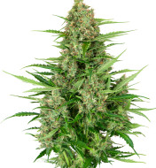 Double Kush Cake Auto