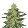 AK 48