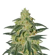 AK 48