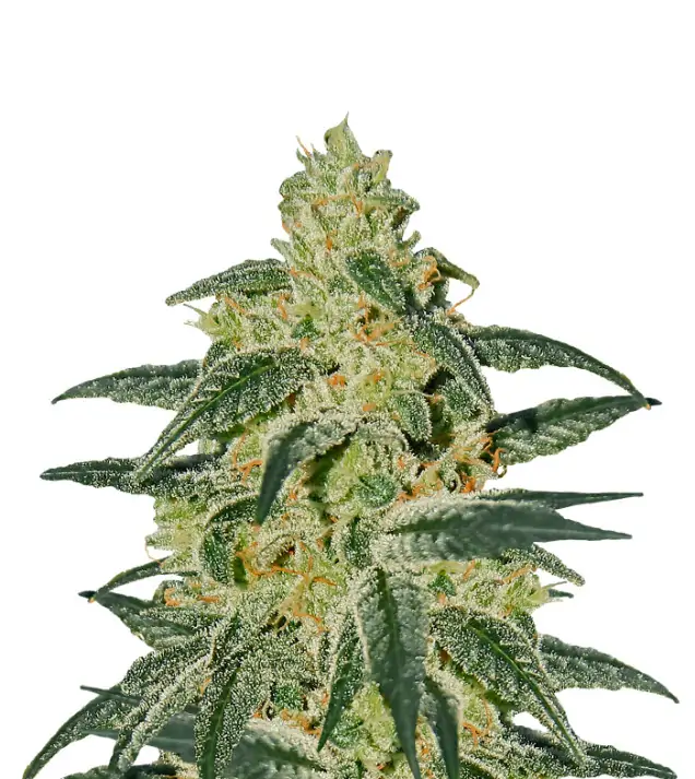 AK 48