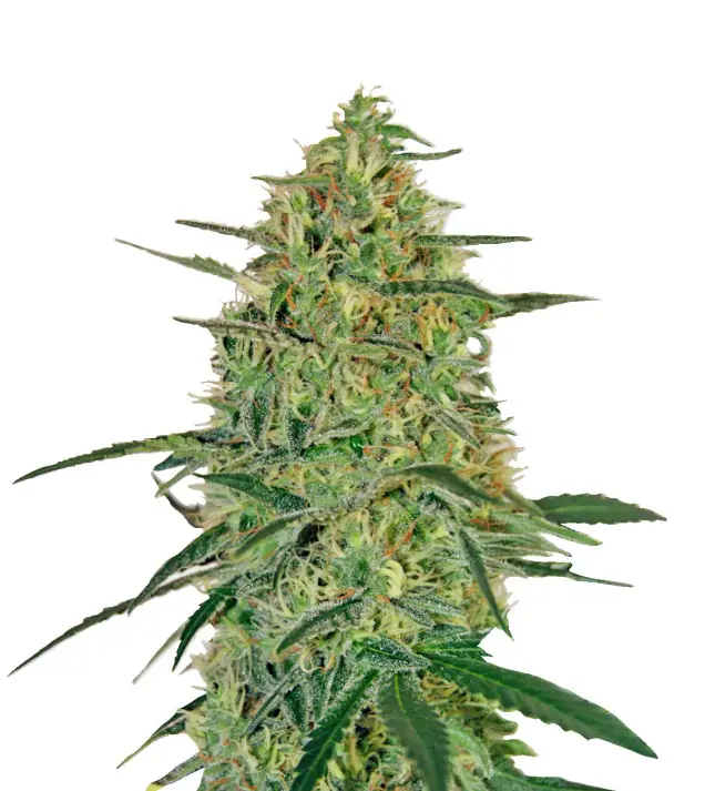 Banana Kush Auto
