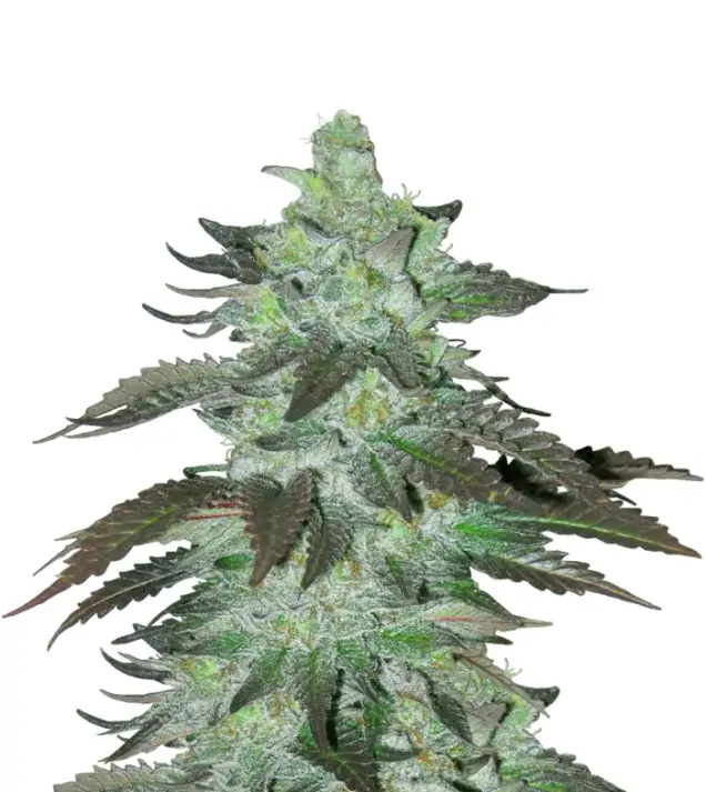 Banana Kush