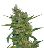 Banana Kush Regular