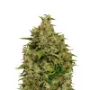 Big Bud Auto