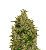Big Bud Auto