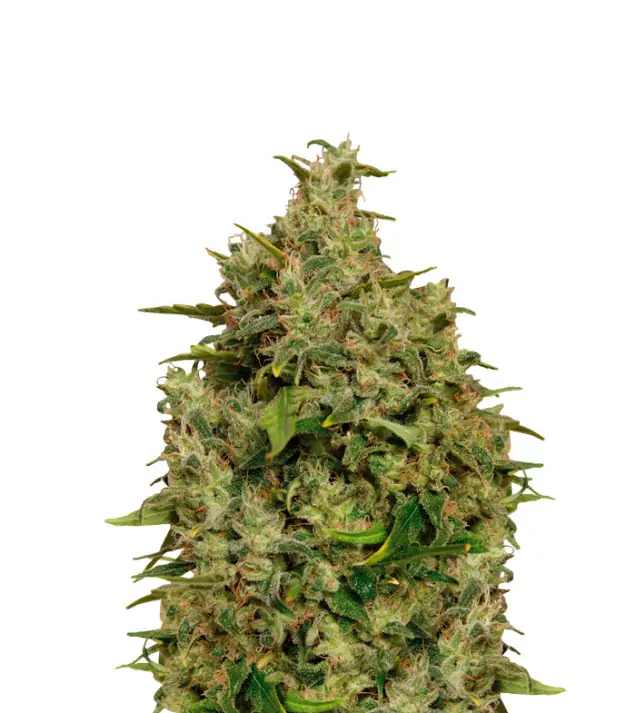 Big Bud Auto