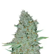Big Bud Fast