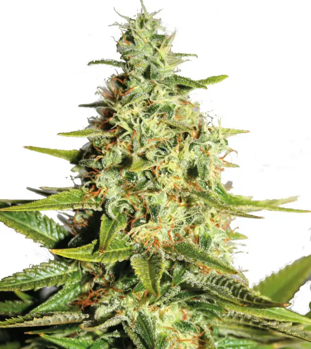 Big Bud