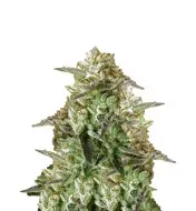 Black Domina Fast