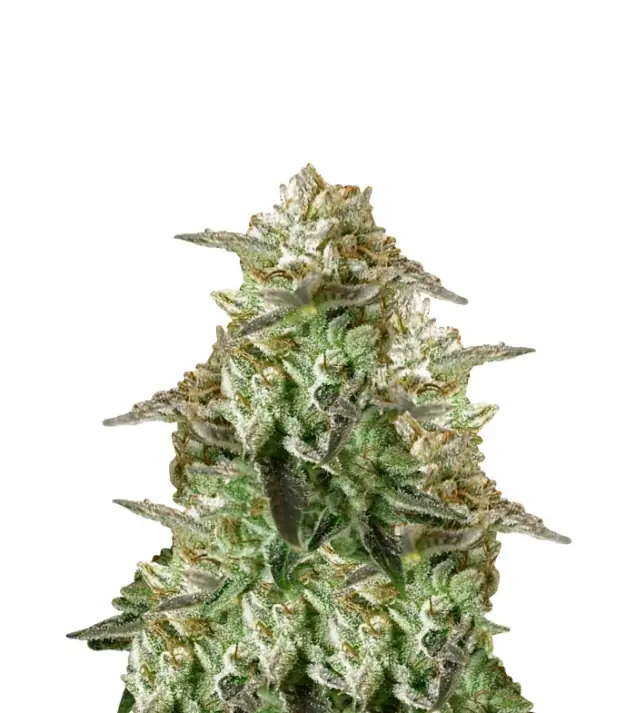 Black Domina Fast