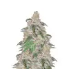 Black Domina