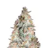 BlackBerry Auto