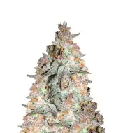 BlackBerry Auto