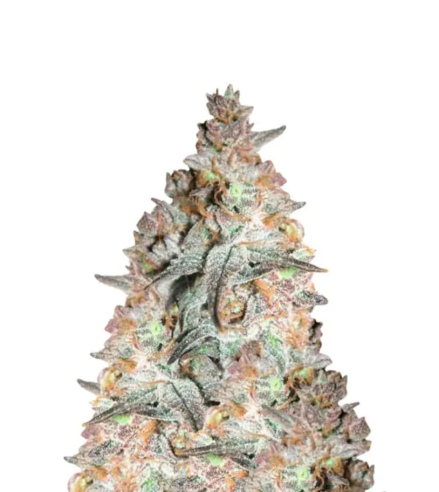 BlackBerry Auto