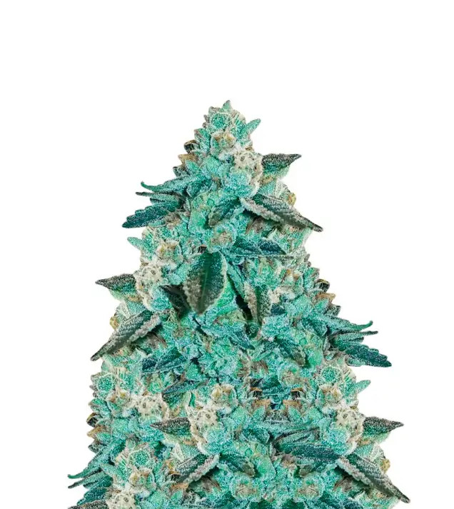 Blackberry Kush