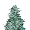 Blue Cheese Auto