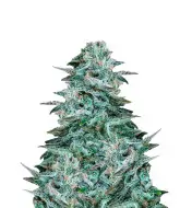 Blue Cheese Auto