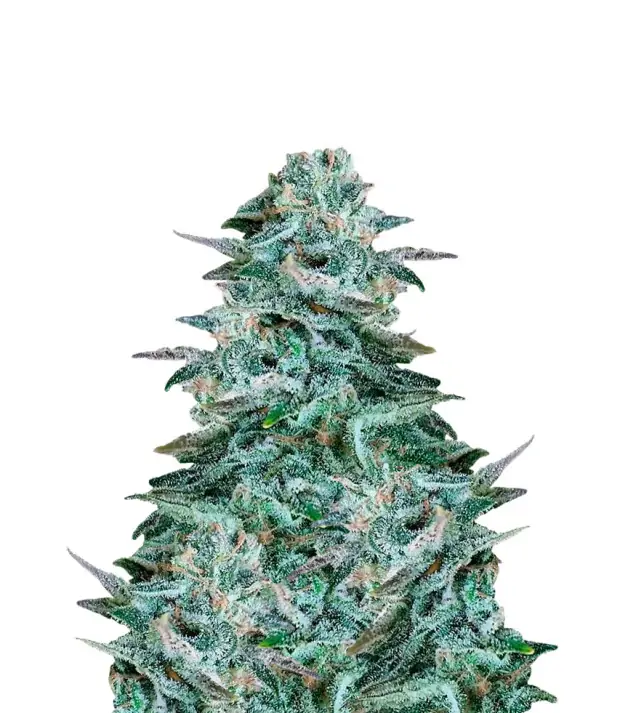 Blue Cheese Auto