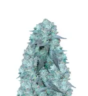 Blue Cheese