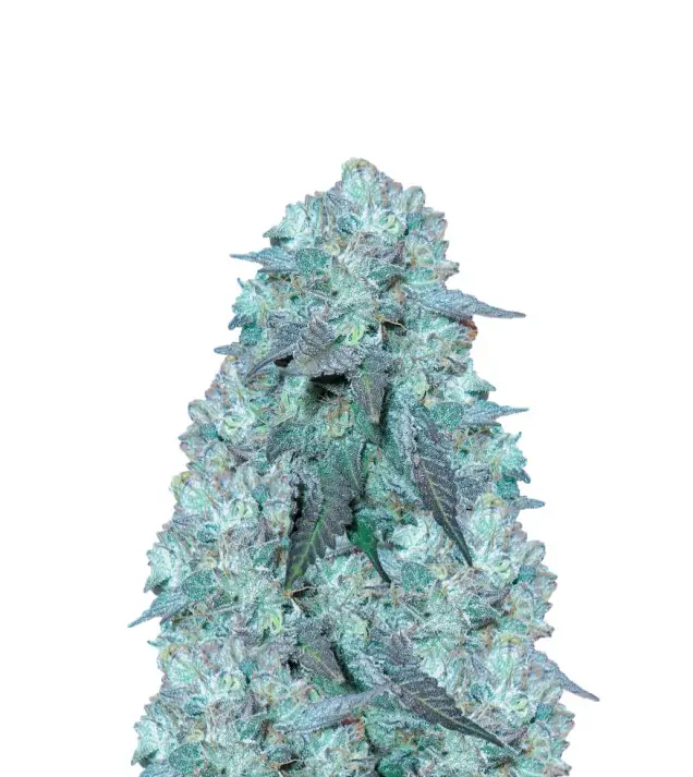 Blue Cheese