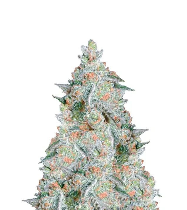 Blue Haze