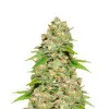 Blueberry Auto