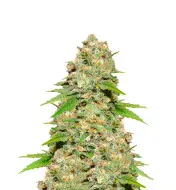 Blueberry Auto