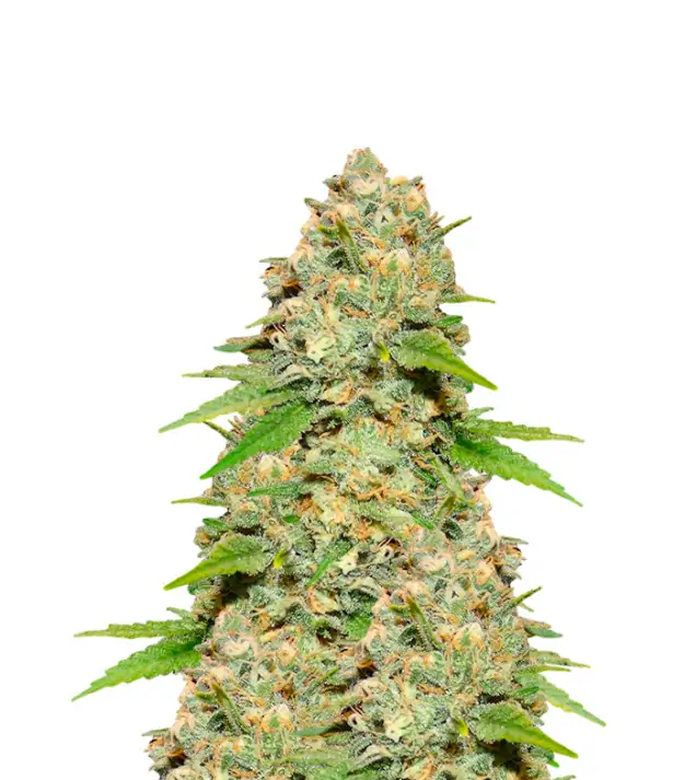 Blueberry Auto