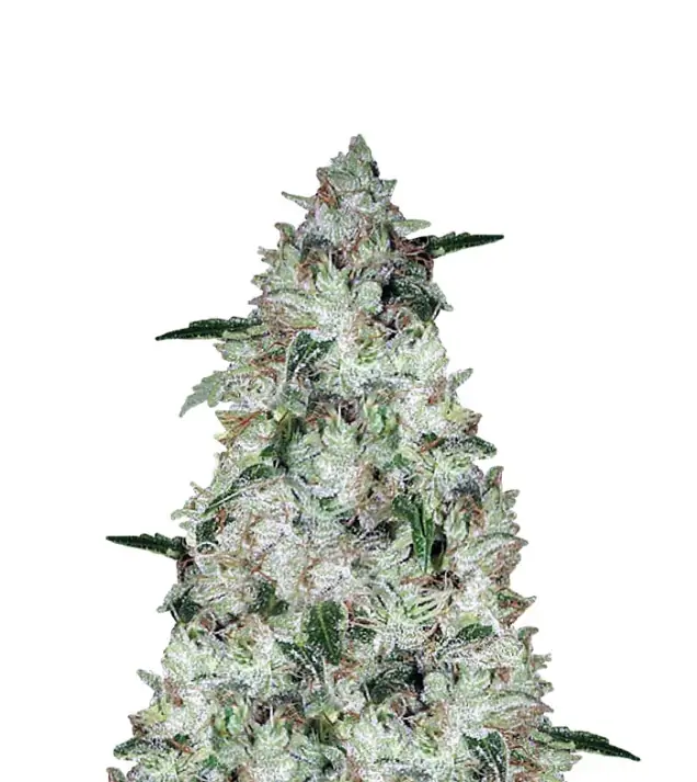 Blueberry