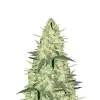 Bruce Banner Regular