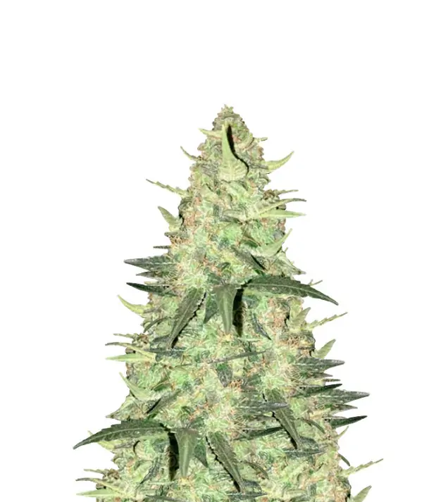 Bruce Banner Regular