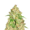 Bubba Kush Auto