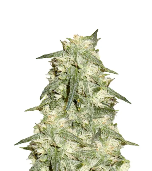 Bubba Kush