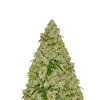 Bubblegum Auto