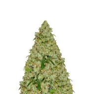 Bubblegum Auto