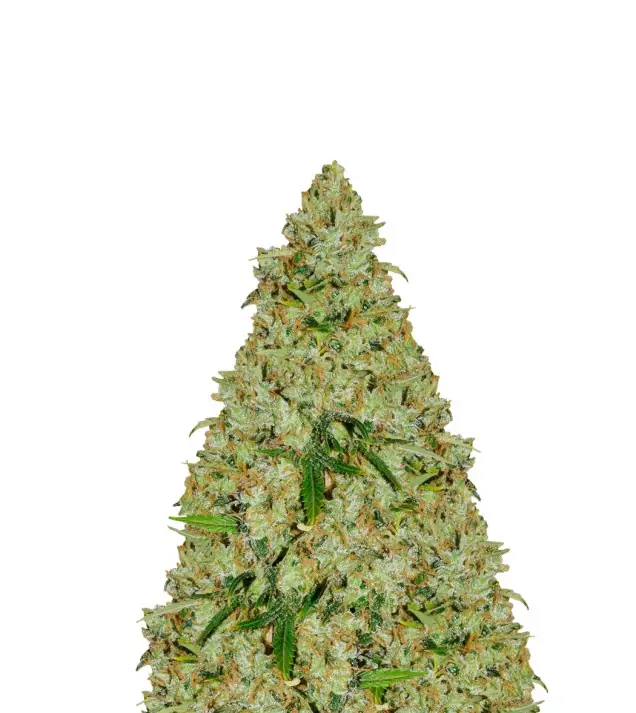 Bubblegum Auto
